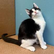 Thumbnail photo of Howl #2