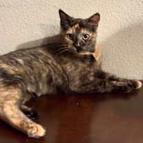 Thumbnail photo of Harlee ( Tina) #2