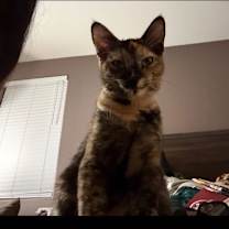 Thumbnail photo of Harlee ( Tina) #3