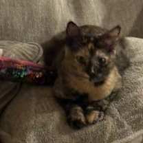 Thumbnail photo of Harlee ( Tina) #4