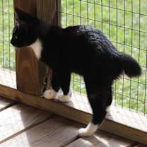 Thumbnail photo of Zafir #3