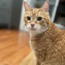 Thumbnail photo of Tig #2