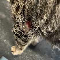 Thumbnail photo of Madison (previous ID 80222002) #2