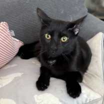 Thumbnail photo of Etowah #2