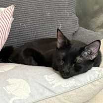 Thumbnail photo of Etowah #3