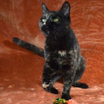 Thumbnail photo of Shami #2