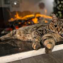 Thumbnail photo of Jodi- Della #1