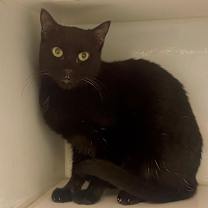 Thumbnail photo of Feijoa #2