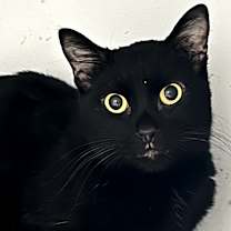 Thumbnail photo of Feijoa #3