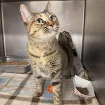 Thumbnail photo of Possum Princess #2