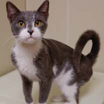 Thumbnail photo of Juliet #3