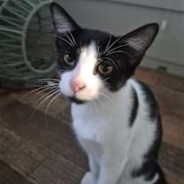 Thumbnail photo of Toby Mac #4