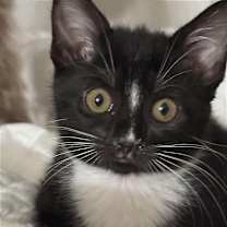 Thumbnail photo of East Lansing #1