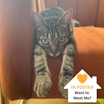 Thumbnail photo of Frappe #1