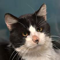 Thumbnail photo of Catrick Mahomes #2