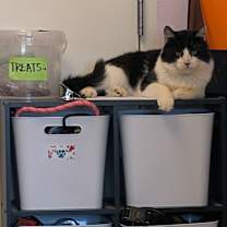 Thumbnail photo of Catrick Mahomes #3