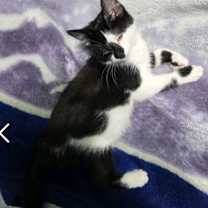 Thumbnail photo of Nani (Cindy Kit) #3