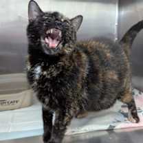 Thumbnail photo of Emily #3