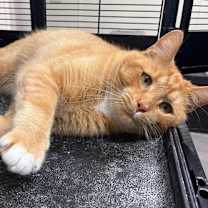 Thumbnail photo of Muffin #1