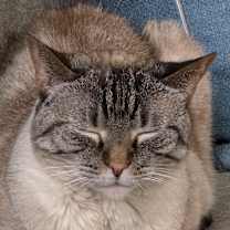 Thumbnail photo of Icy #1