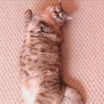 Thumbnail photo of Icy #2