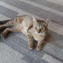 Thumbnail photo of Tulip #2