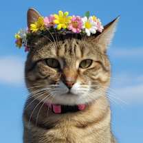 Thumbnail photo of Tulip #3