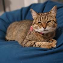 Thumbnail photo of Tulip #4