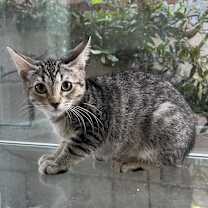 Thumbnail photo of Sugarplum #3