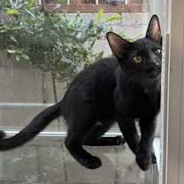 Thumbnail photo of Snickers #4