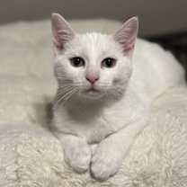 Thumbnail photo of Lyra #2