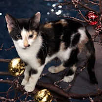 Thumbnail photo of Spicey #2