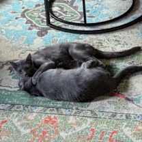 Thumbnail photo of Cecil & Eli #4