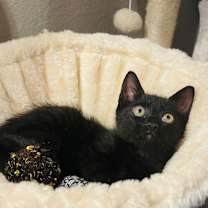 Thumbnail photo of Wolfie #1