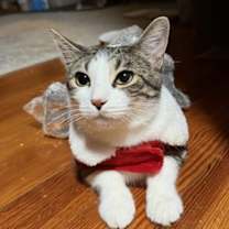 Thumbnail photo of Showgirl #1