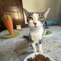 Thumbnail photo of Showgirl #2