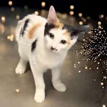 Thumbnail photo of Sweet Girl #1