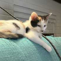 Thumbnail photo of Sweet Girl #3