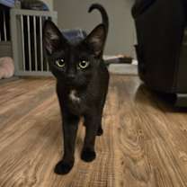 Thumbnail photo of Klinker #2