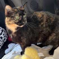 Thumbnail photo of MAGNIFICENT MAMA MAY #3