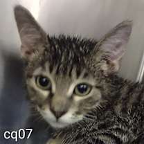 Thumbnail photo of Silas #1