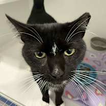 Thumbnail photo of Burger #1