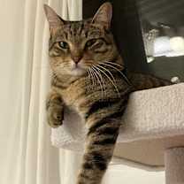 Thumbnail photo of Apollo #4