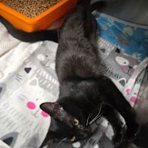 Thumbnail photo of Dumpling #2