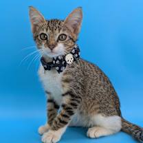 Thumbnail photo of Jinu (K-Pop Litter) #2