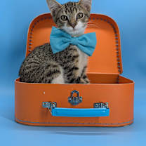 Thumbnail photo of Jinu (K-Pop Litter) #1