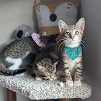 Thumbnail photo of Jinu (K-Pop Litter) #3