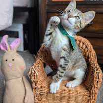 Thumbnail photo of Jinu (K-Pop Litter) #4