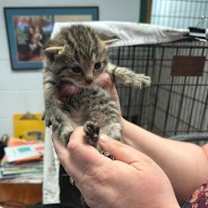 Thumbnail photo of Stevie #2