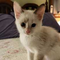 Thumbnail photo of Snowy #1